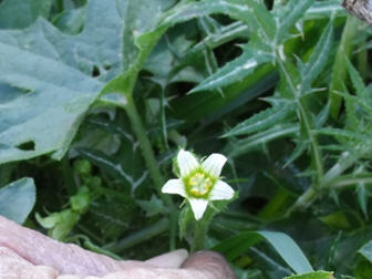 Bryonia acuta / Brionia siciliana